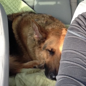 And another. This was after our longest hike together. He passed out instantly when he got in my car.